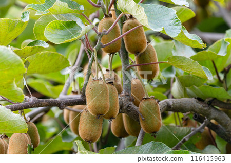 蘇祖的獼猴桃02 116415963