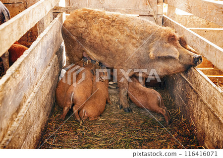 Mangalitsa sow nursing piglets Mangalitsa sow nursing piglets 116416071