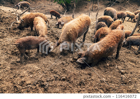 Mangalica pigs foraging in mud Mangalica pigs foraging in mud 116416072