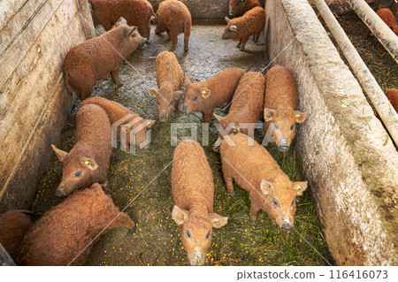Group of mangalica pigs 116416073