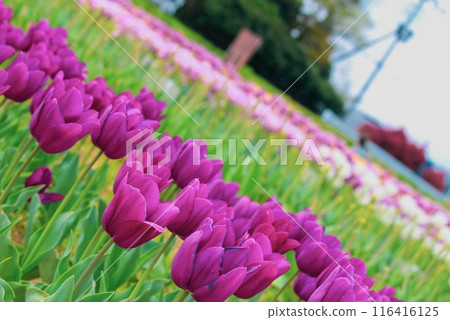 鬱金香領域 鬱金香領域 116416125