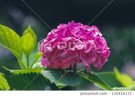 繡球花盛開在雨季的清除 116416131