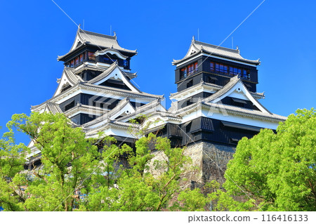 [Kumamoto Prefecture] Kumamoto Castle (main and small towers) on a clear day 116416133