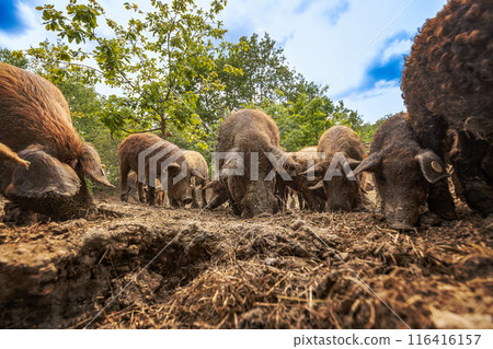 Mangalica pig herd Mangalica pig herd 116416157
