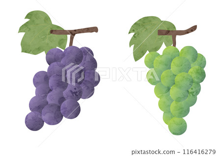 Watercolor style vector illustration of grapes and leaves Watercolor style vector illustration of grapes and leaves 116416279