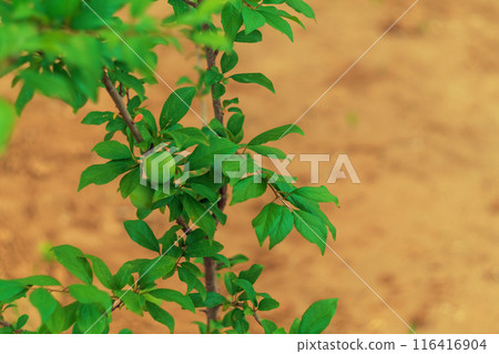 Small tree of a young plum tree, with unripe green fruits and leaves against the background of dug up earth in a flower bed with sunlight. 116416904