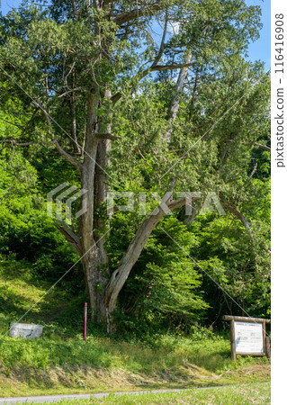Iwagami Gongen's Kurobe, one of the 100 forest giants, Yamagata Prefecture Iwagami Gongen's Kurobe, one of the 100 forest giants, Yamagata Prefecture 116416908