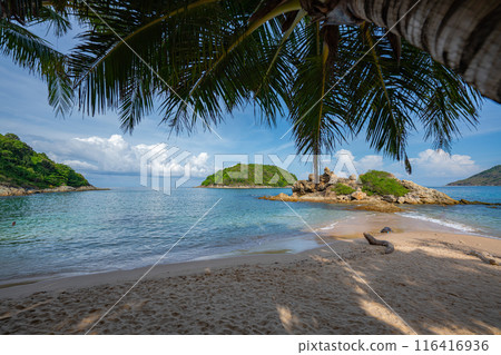Coconut tree under bright sunlight and windy day near the beach. blue sky background 116416936