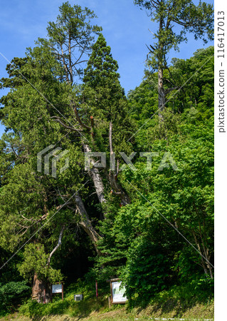 山形縣岩上權現雪松和岩上權現側柏 山形縣岩上權現雪松和岩上權現側柏 116417013