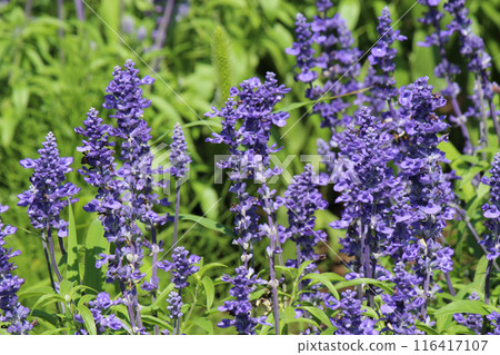 用於藥用和香料的薰衣草田 用於藥用和香料的薰衣草田 116417107