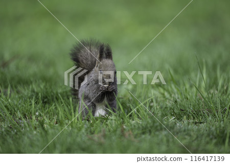 A Hokkaido squirrel eating nuts amid the fresh greenery A Hokkaido squirrel eating nuts amid the fresh greenery 116417139