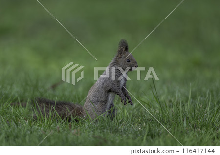 Hokkaido squirrels playing among the fresh greenery 116417144