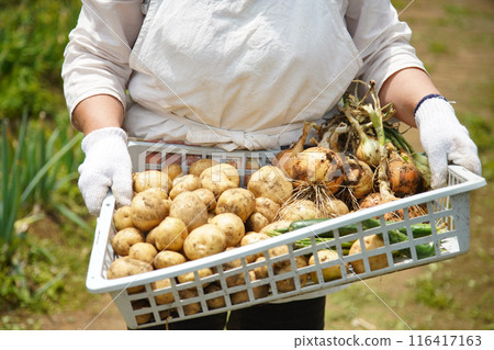 A woman harvesting potatoes A woman harvesting potatoes 116417163