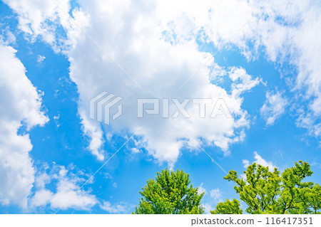 Summer clouds and trees 116417351