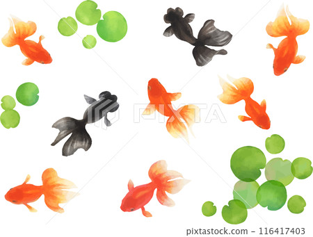 日式水彩插圖與金魚游泳-材料集 116417403
