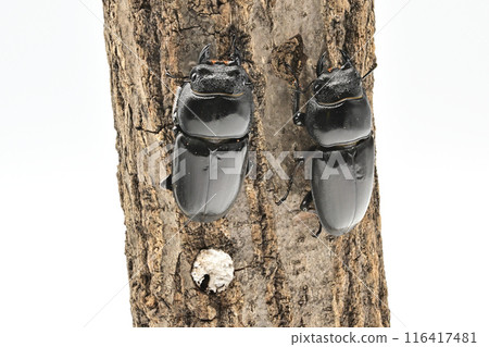 巴拉望大平田桑形女 116417481