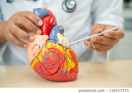 Cardiovascular disease CVD, Asian doctor holding human anatomy model for learn and treat heart disease. 116417575
