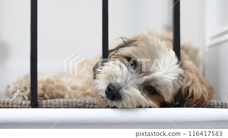 A tibetan terrier dog is seen resting. Tibetan terriers originated in Tibet. However, despite their name they are not a member of the terrier fam A tibetan terrier dog is seen resting. Tibetan terriers originated in Tibet. However, despite their name they are not a member of the terrier fam 116417583