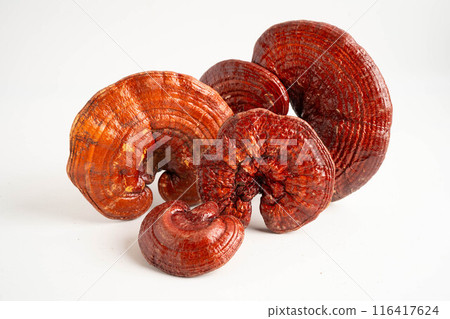 Dried lingzhi mushroom with capsule drug, alternative medicine herbal organic herb. 116417624