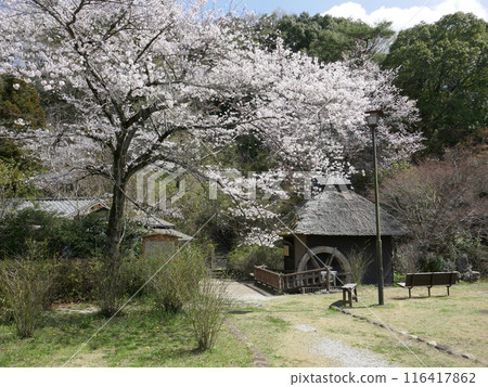 Yamabuki Village (Ogose Town, Saitama Prefecture) Yamabuki Village (Ogose Town, Saitama Prefecture) 116417862