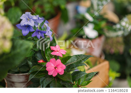 A close-up variety of vibrant flowers in pots. Potted plants and a gardener's gloved hand in the background. plant care, and nature. copy space A close-up variety of vibrant flowers in pots. Potted plants and a gardener's gloved hand in the background. plant care, and nature. copy space 116418028