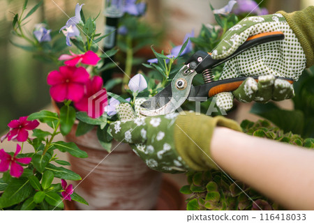 Woman in gardening gloves pruning flowers bush with secateurs outdoors, closeup. flower care Woman in gardening gloves pruning flowers bush with secateurs outdoors, closeup. flower care 116418033