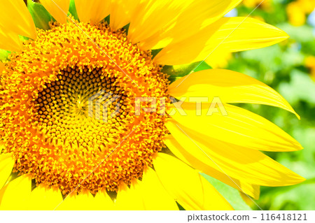 愛知農場向日葵盛開 116418121