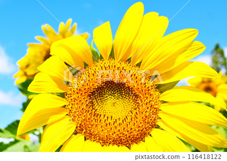 Aichi Farm: Sunflowers in full bloom 116418122