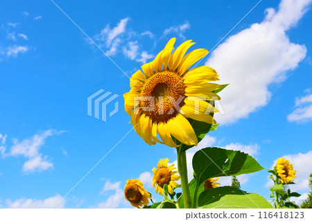 Sunflowers blooming vibrantly against the blue sky 116418123