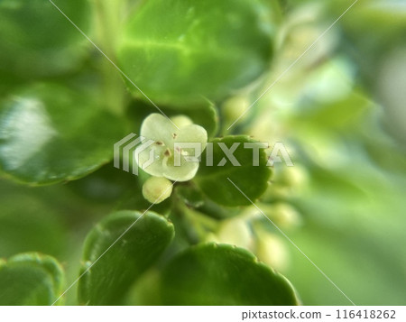 Small boxwood flowers close up 116418262