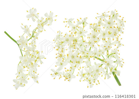 Elderberry flower or Sambucus nigra isolated on a white background. Elderberry flower or Sambucus nigra isolated on a white background. 116418301