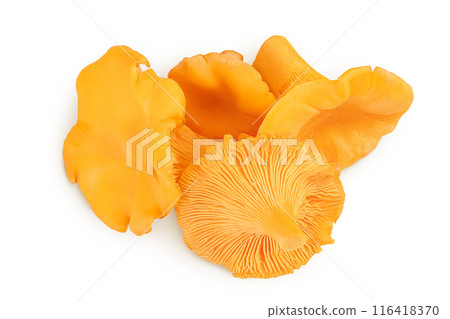 Chanterelle mushroom isolated on a white background. Top view. Flat lay 116418370