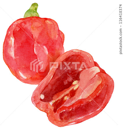 Watercolor illustration of habanero cut in half Watercolor illustration of habanero cut in half 116418374