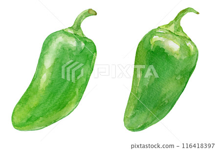 Jalapeno watercolor illustration 116418397