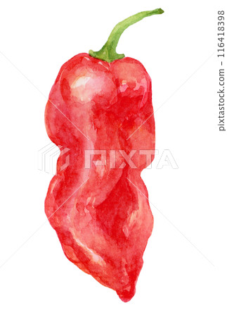 Bhut Jolokia watercolor illustration Bhut Jolokia watercolor illustration 116418398