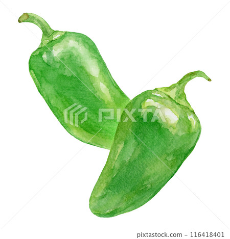 兩個墨西哥胡椒水彩插圖 116418401