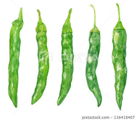 青辣椒水彩插圖集 116418407