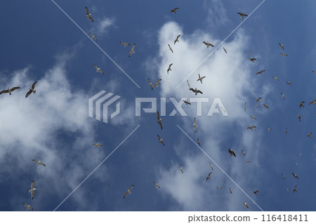 Seagulls in Alghero old town, Sardinia 116418411