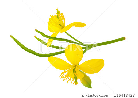 Celandine flower isolated on white background. Top view. Flat lay 116418428