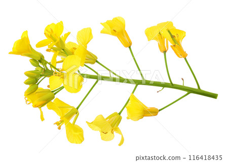 Rapeseed flowers isolated on white background, Top view. Flat lay 116418435