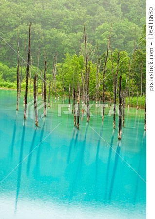 Misty Blue Pond (vertical) 116418630