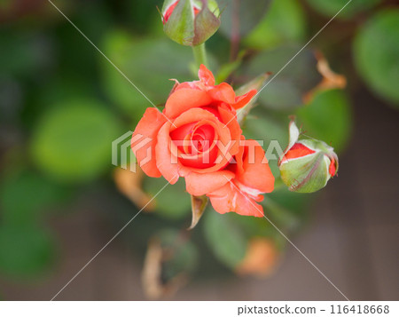 紅玫瑰 紅玫瑰 116418668