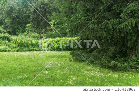 lawn of a landscape park with yellow irises and ferns lawn of a landscape park with yellow irises and ferns 116418962