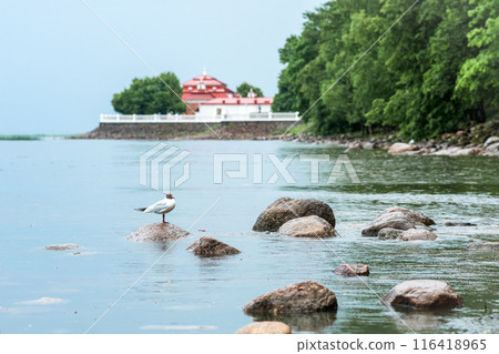 Seagull on the rocks in the water with ancient buildings and embankment in the background Seagull on the rocks in the water with ancient buildings and embankment in the background 116418965