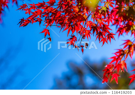 [Autumn leaves material] Autumn leaves and blue sky [Nagano Prefecture] 116419203