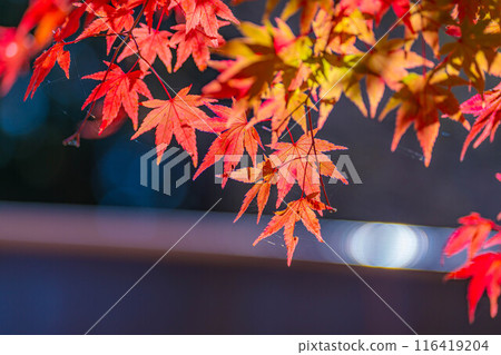 [Autumn leaves material] Autumn leaves and blue sky [Nagano Prefecture] 116419204