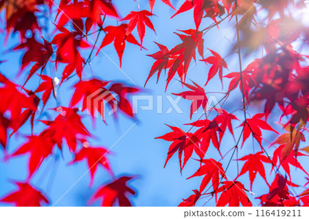 [Autumn leaves material] Autumn leaves and blue sky [Nagano Prefecture] 116419211