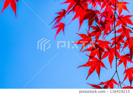 [秋葉素材]秋葉和藍天[長野縣] 116419215