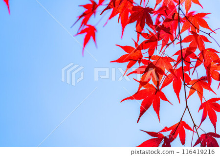 [Autumn leaves material] Autumn leaves and blue sky [Nagano Prefecture] 116419216