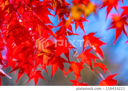 [秋葉素材]秋葉和藍天[長野縣] 116419221